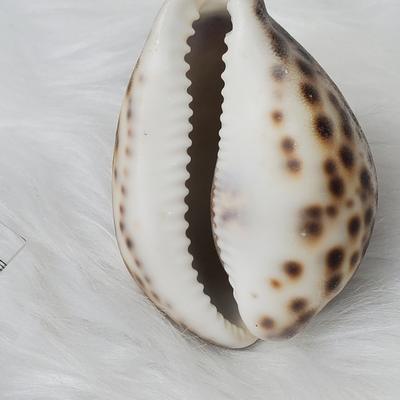 PEPPERLONELY 1PC Tiger Cowrie Sea Shells, 100% Genuine Natural Seashell‎ - Picture 8 of 8